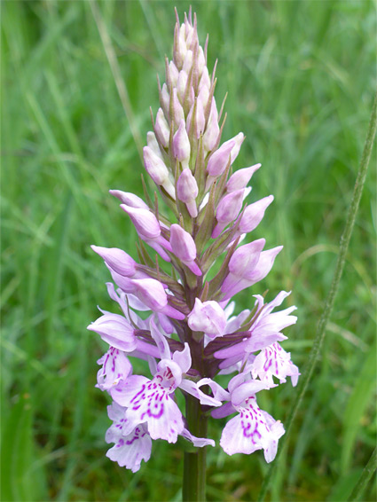 Buds and flowers