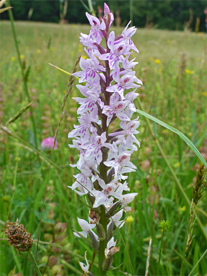 Narrow inflorescence