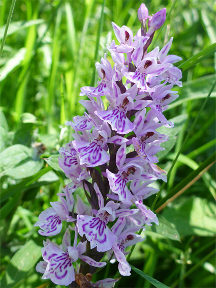 Purple markings