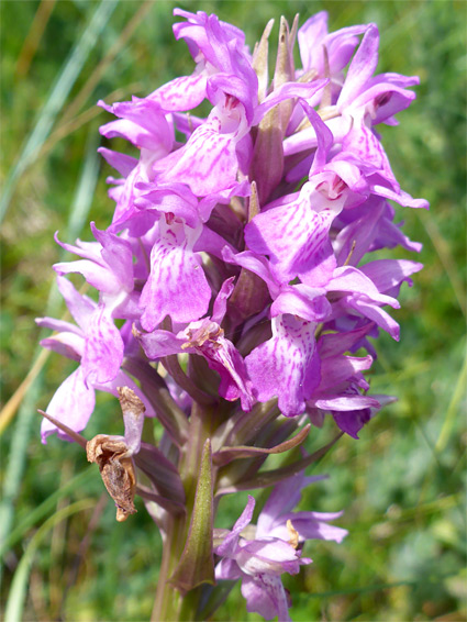 Dense flower cluster