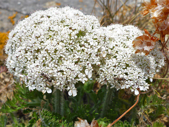 Many flowers