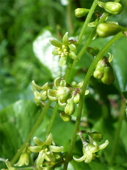 Black bryony (dioscorea communis), Stenders Quarry, Gloucestershire