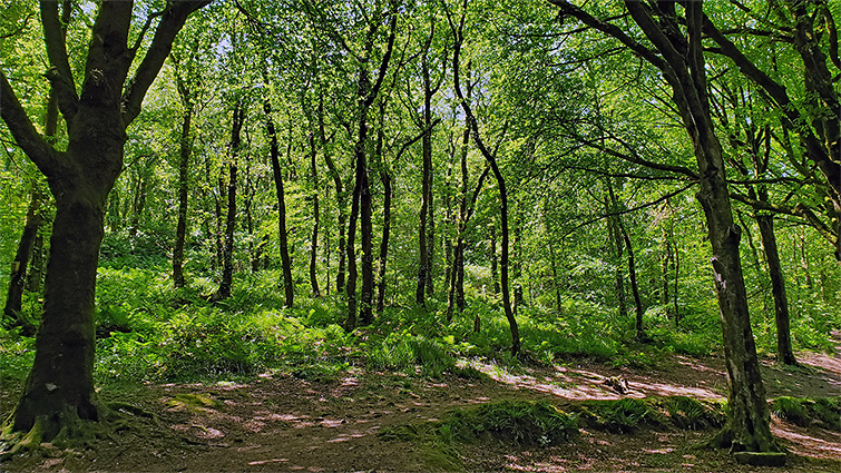 Trees and ferns in Draynes Wood