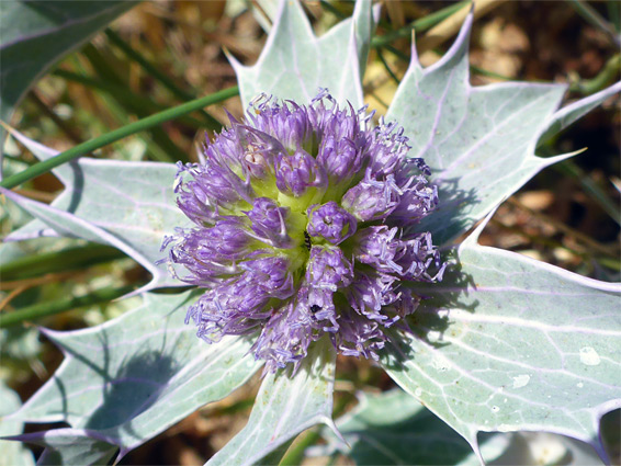 Eryngium maritimum (sea holly), Kenfig, Bridgend