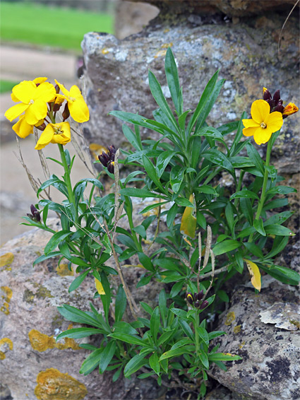 Leaves and flowers