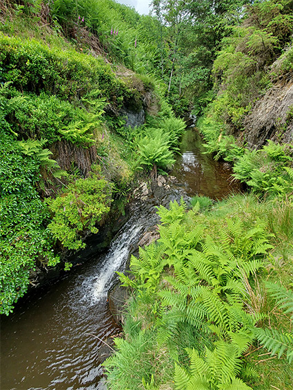 Dense vegetation