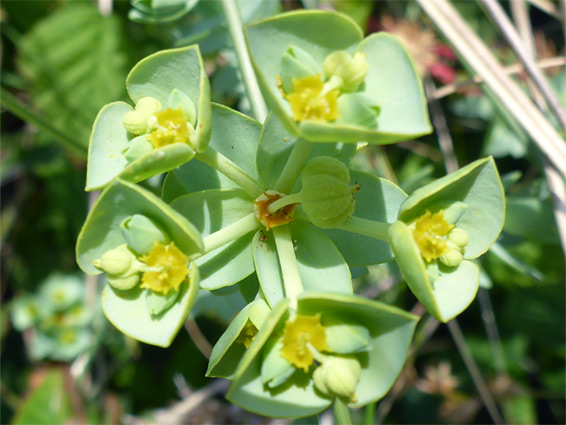 Sea spurge (euphorbia paralias), Merthyr Mawr, Bridgend