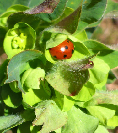 Ladybird