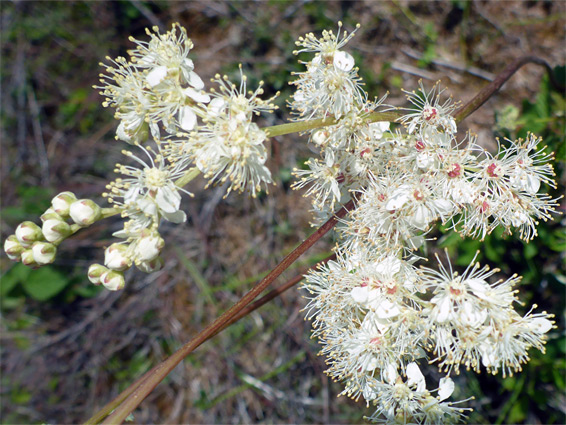 Filipendula ulmaria (meadowsweet), Whiteford, Swansea