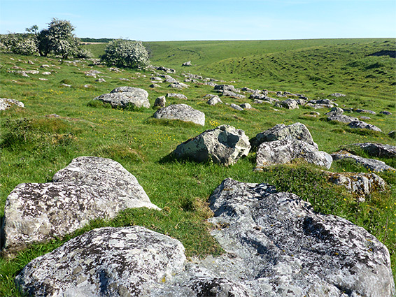 Stones and trees