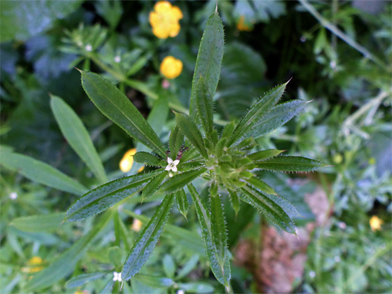 Cleavers (galium aparine), Midger Wood, Gloucestershire