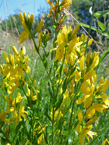 Flowering stems