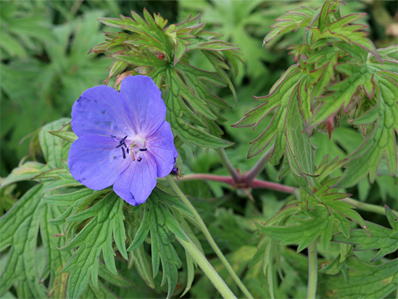 Flower and leaves