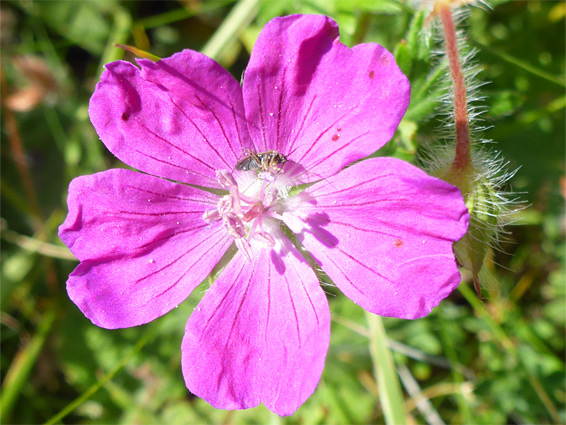 Geranium sanguineum (bloddy cranesbill), Whiteford, Swansea