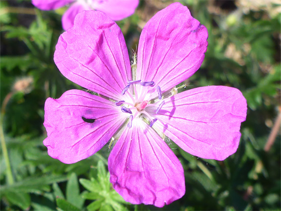 Pink flower