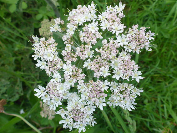 Flat-topped flower cluster