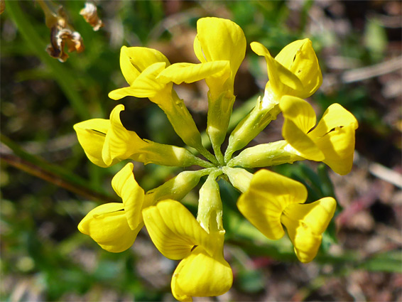 Hippocrepis comosa (horseshoe vetch), Avon Gorge, Bristol