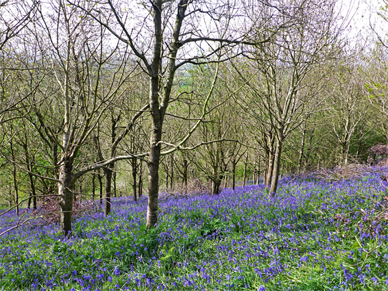 Many bluebells, in the south woods