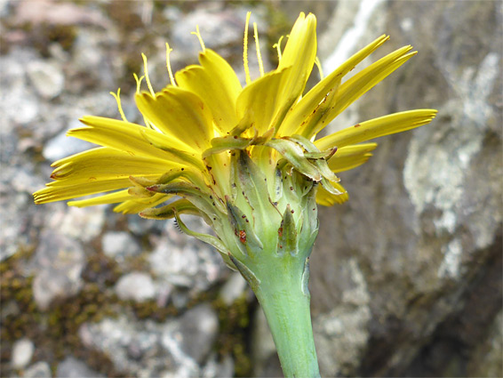 Cat's ear (hypochaeris radicata), Valley of Rocks, Devon