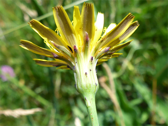 Florets and phyllaries