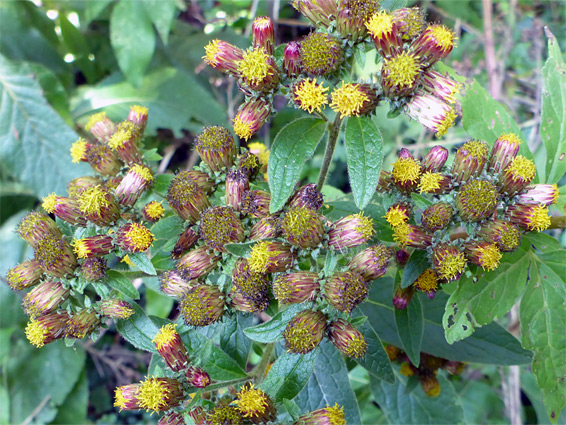 Inula conyza (ploughman's-spikenard), Axmouth, Devon