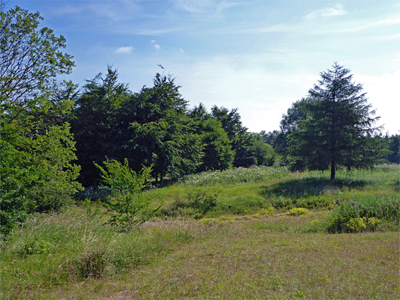 Trees and grass