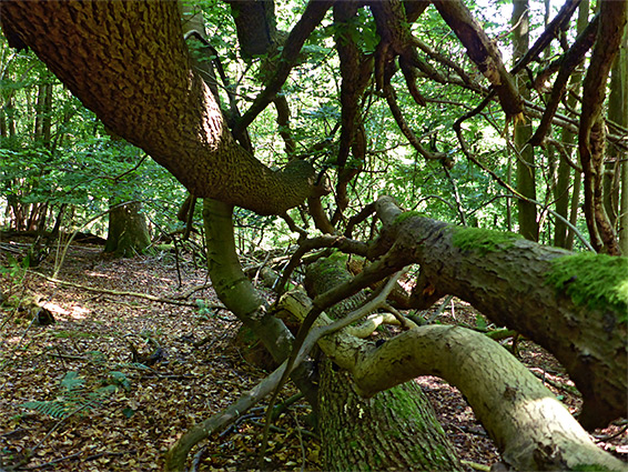 Fallen tree