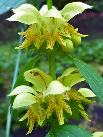 Two flower whorls