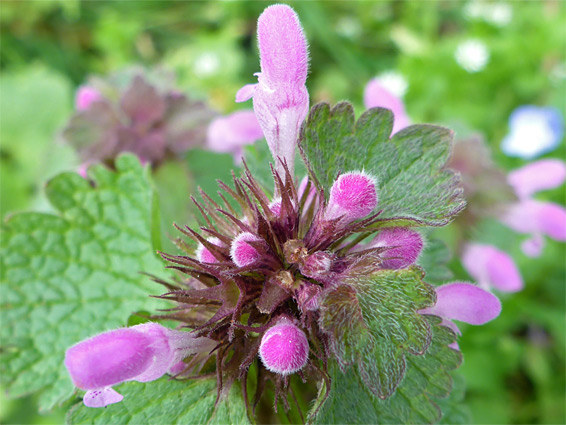 Red dead-nettle (lamium purpureum), Swift's Hill, Gloucestershire