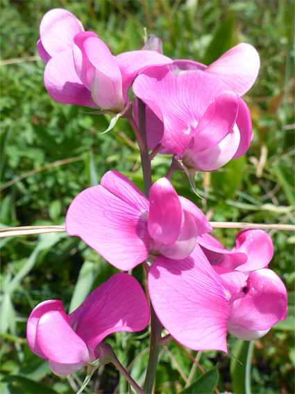 Broad-leaved everlasting-pea (lathyrus latifolius), Avon Gorge, Bristol