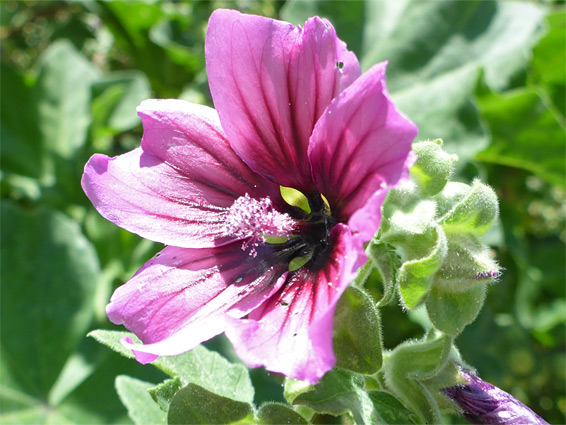 Pink flower and green bracts