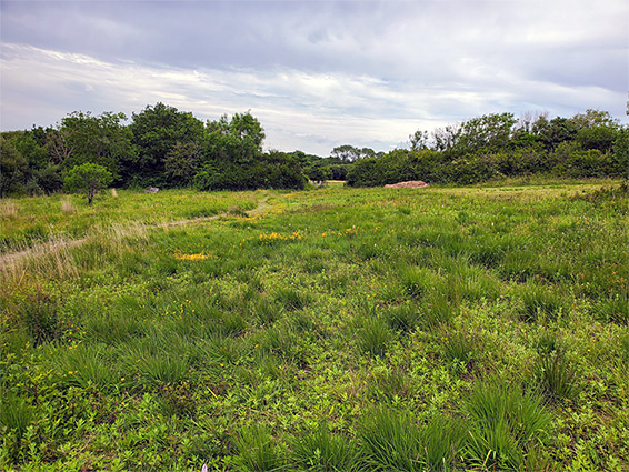 Limestone grassland