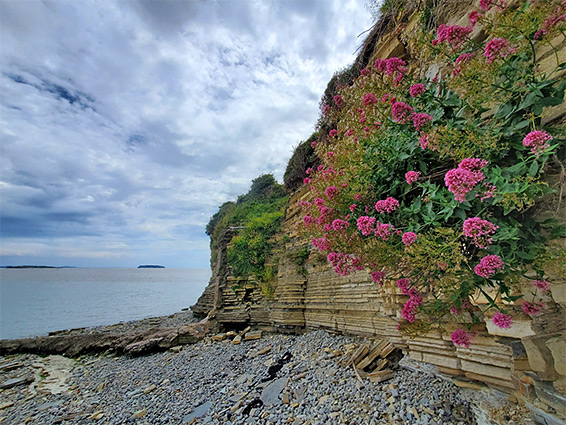 Red valerian