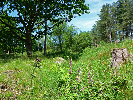 Foxgloves