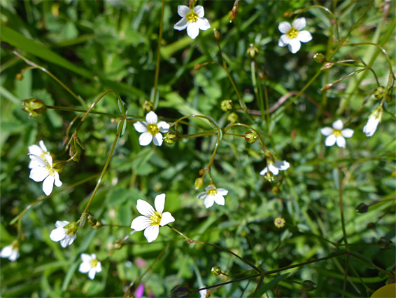 Flowers and leaves