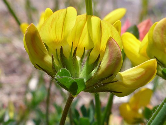 Greater bird's-foot trefoil (lotus pedunculatus), Cheddar Complex, Somerset