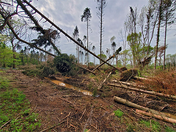 Felled conifers