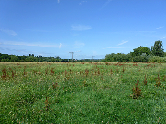 The meadow