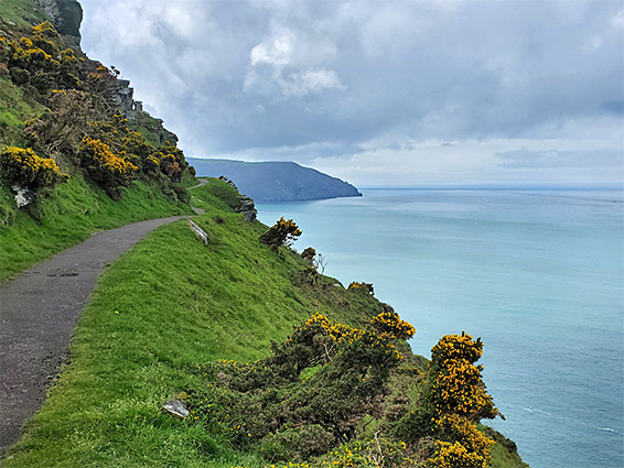 Gorse by the path from Lynton (North Walk)