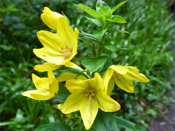 Lysimachia punctata (dotted loosestrife), Lydford Gorge, Devon