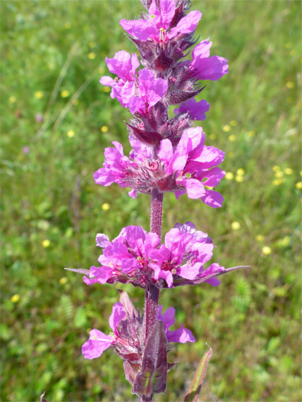 Whorled flowers