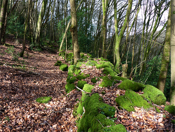 Mossy wall