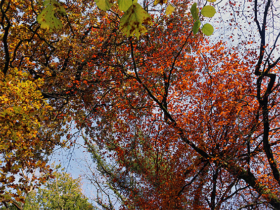 Autumnal leaves