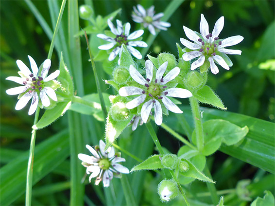 White, deeply lobed petals