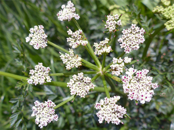 Hemlock water-dropwort (oenanthe crocata), Minehead, Somerset