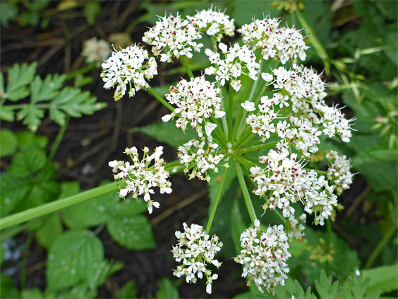 Clustered flowers