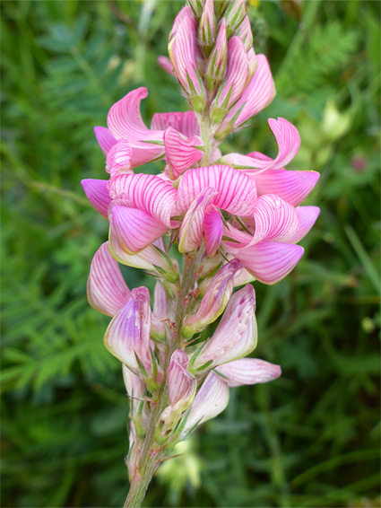 Pale pink flowers