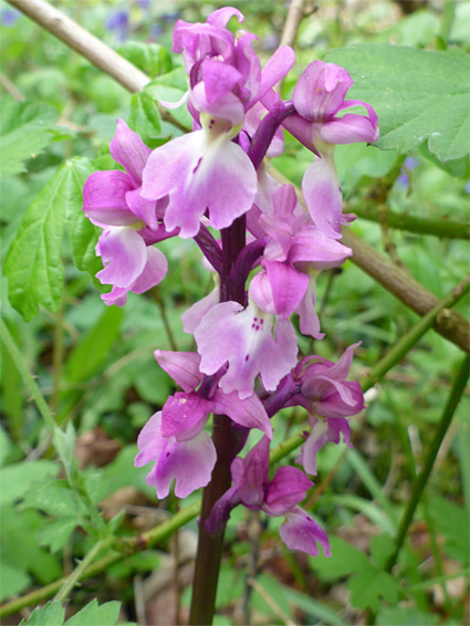 Pink flowers