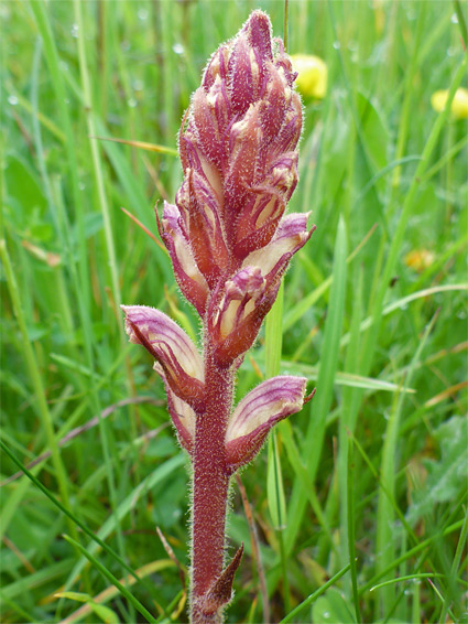 Red stem