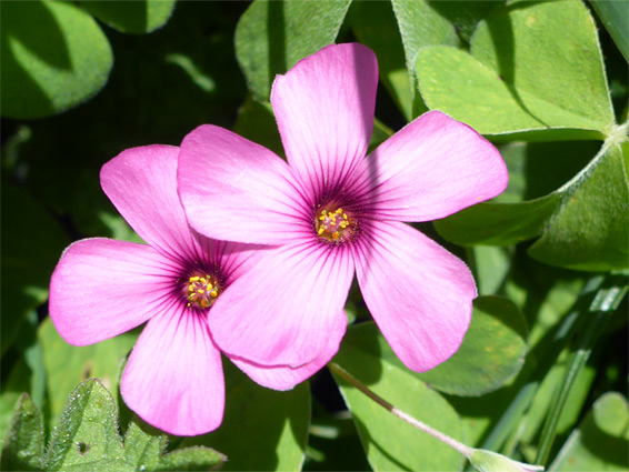 Two pink flowers